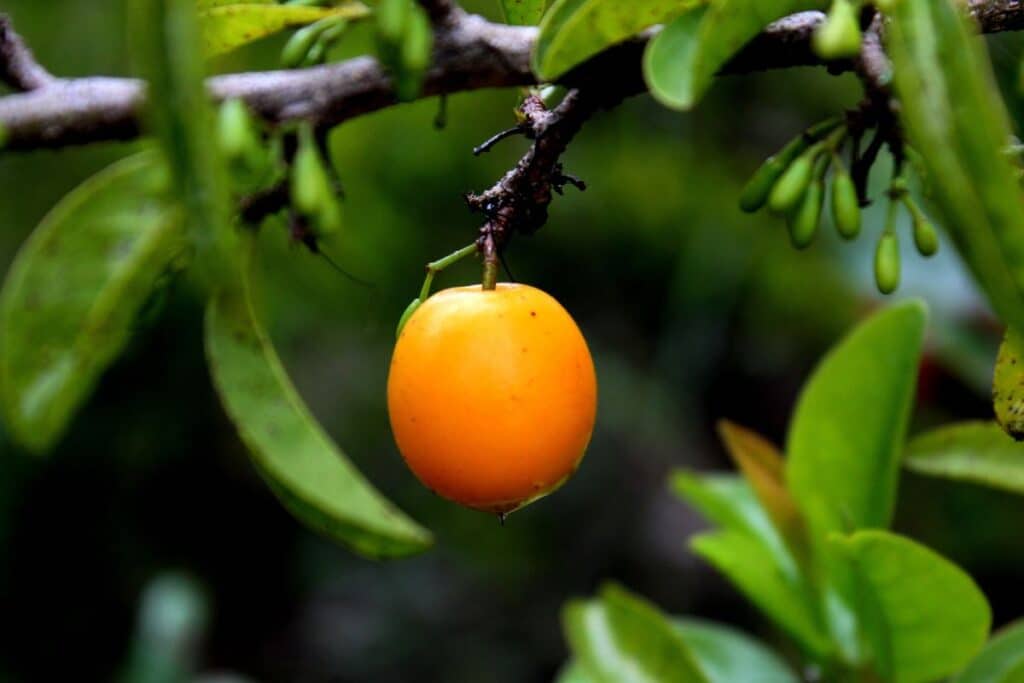 Ximenia Caffra ximenia-caffra