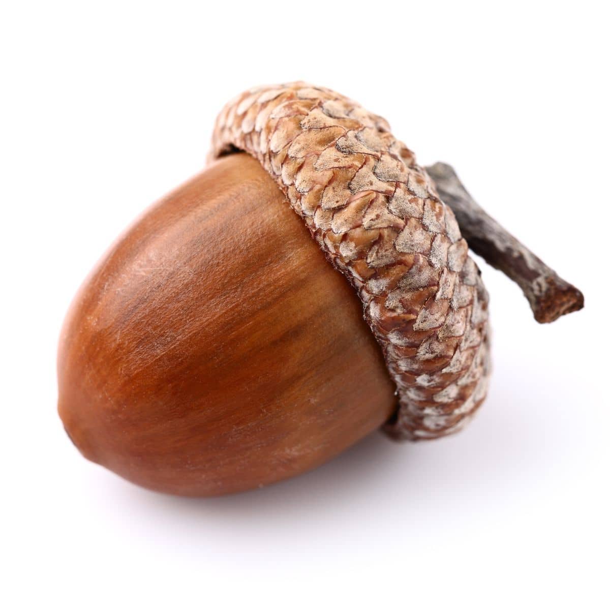 image of acorn.