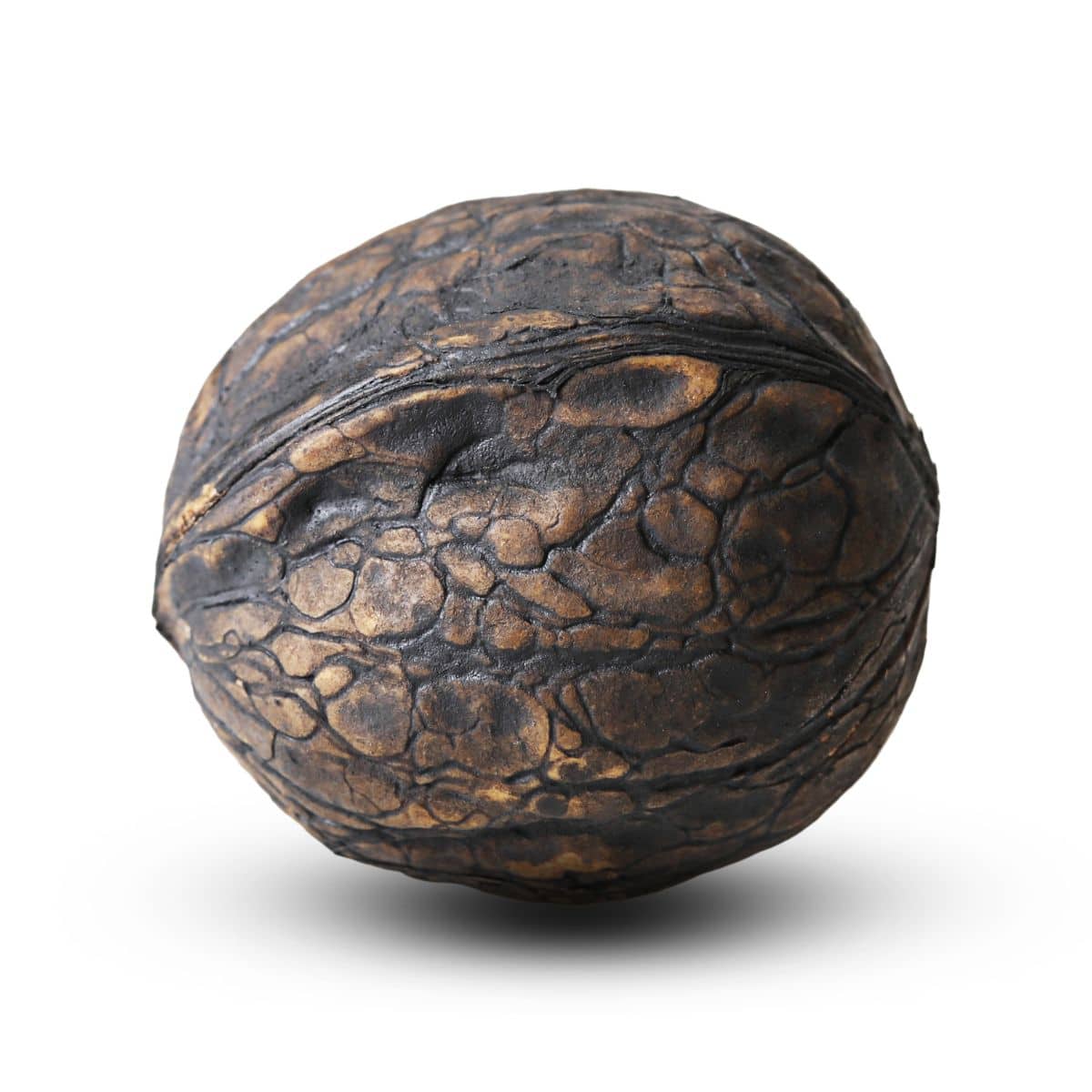 Andean walnut image.