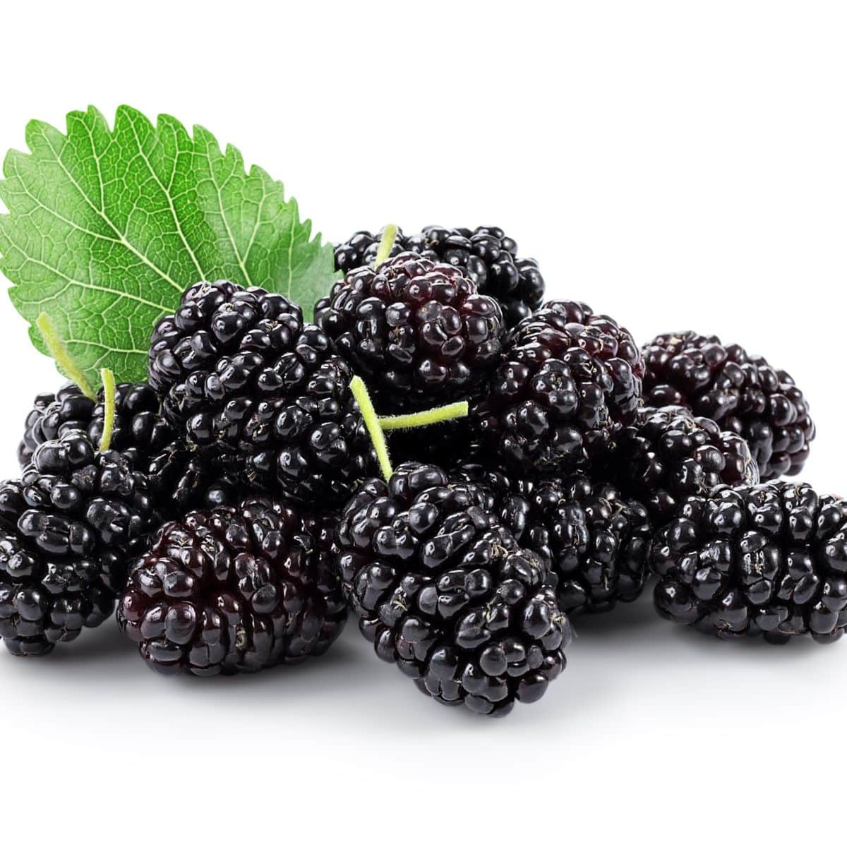 Black mulberry on a white background.