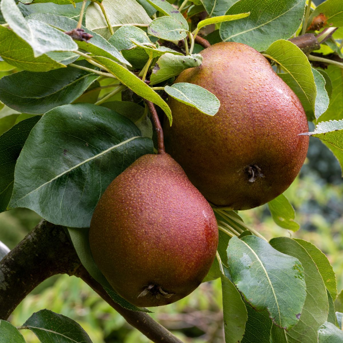 black worcester pears on a tree.