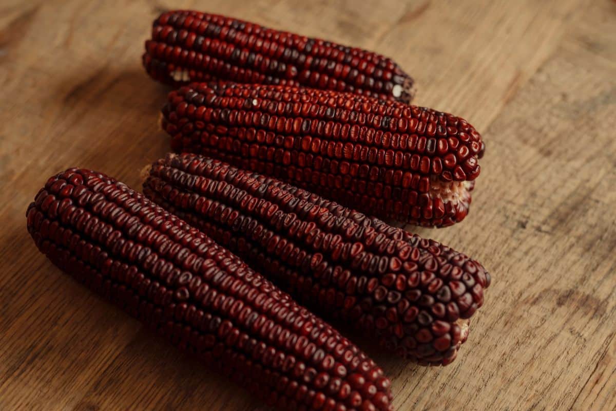 Bloody butcher corn on a white background.