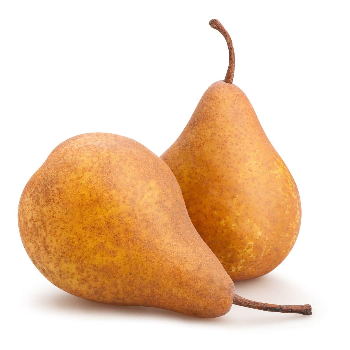 bosc pears on a white background.