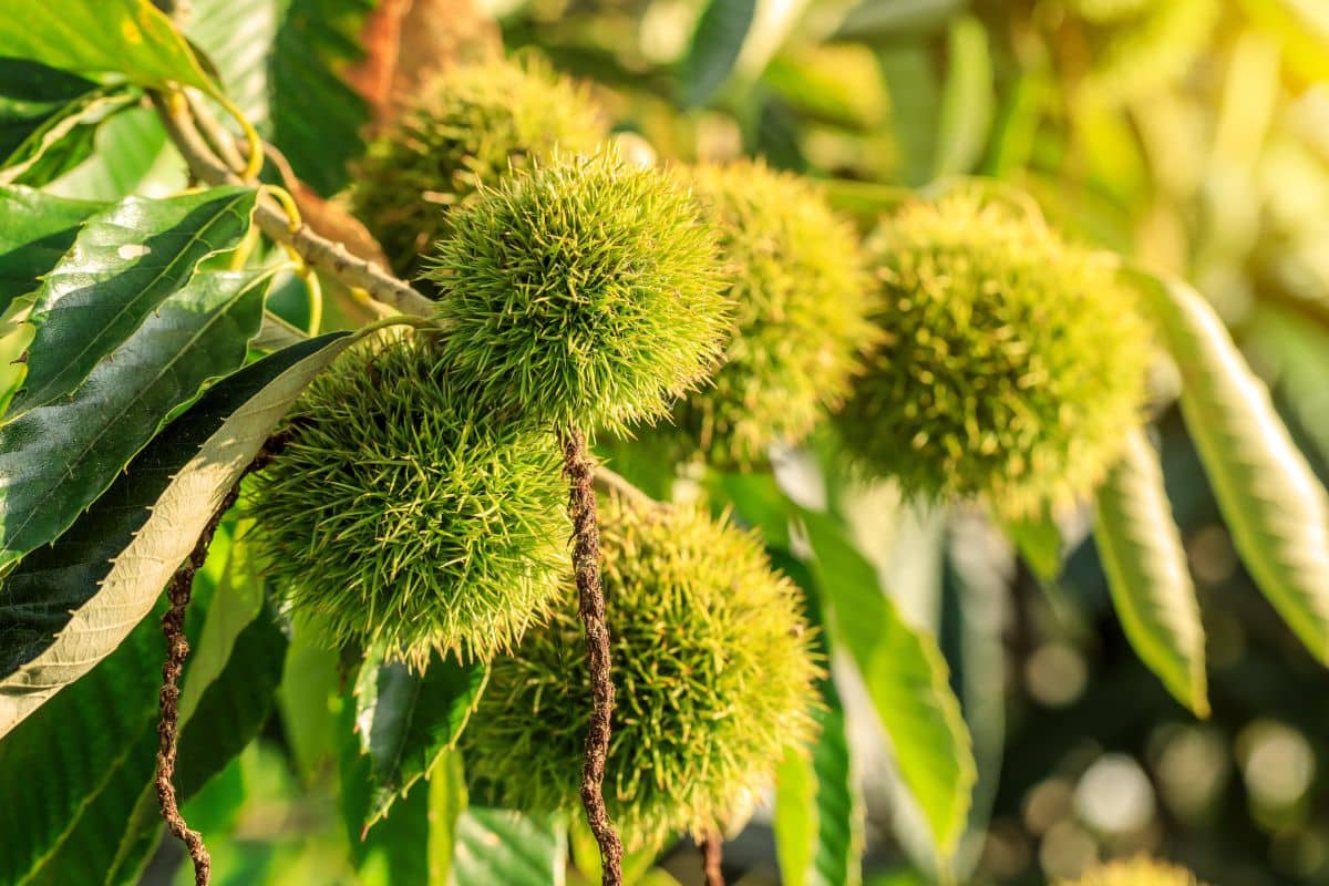 Chinese chestnuts on a tree.