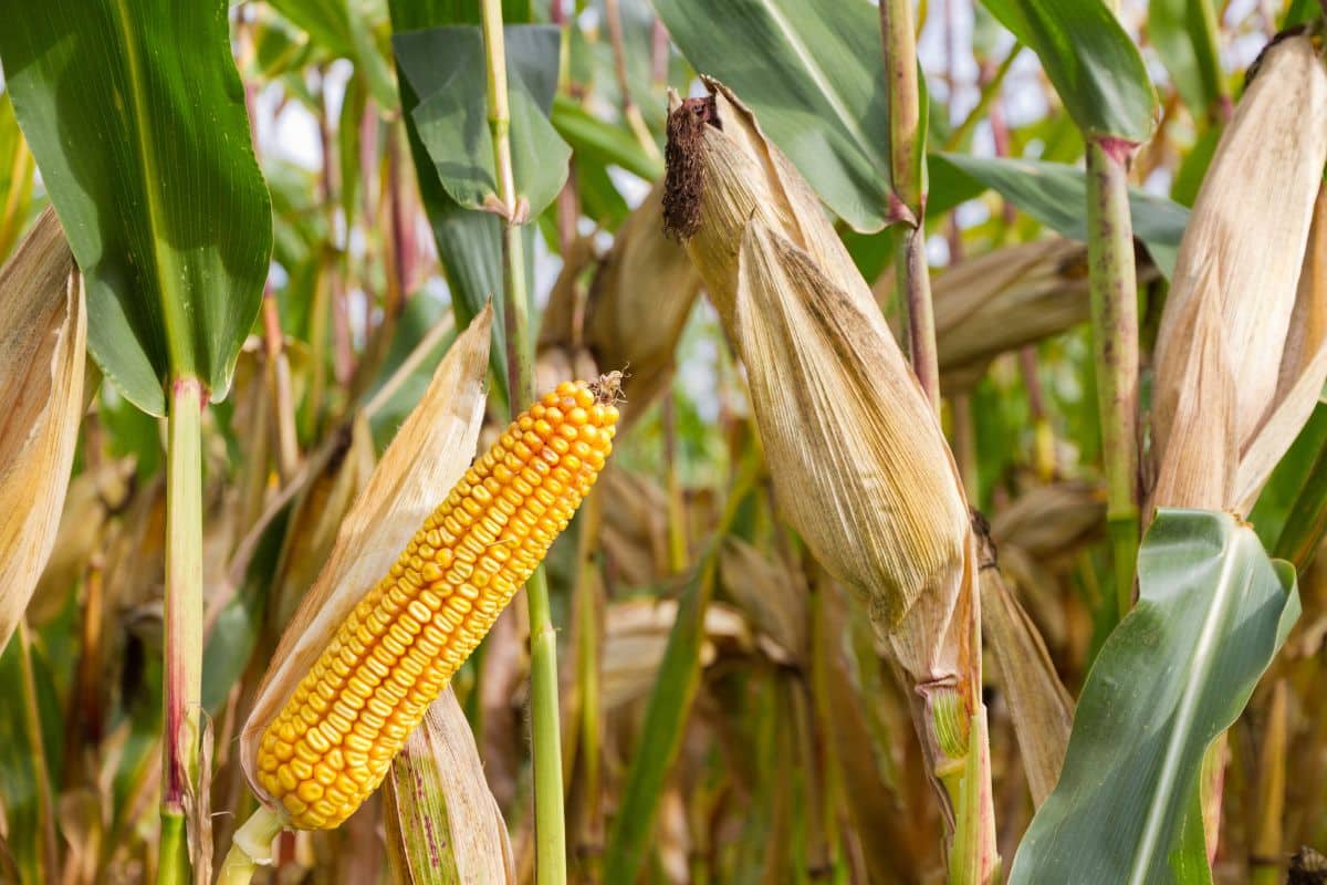 Field corn in a field.