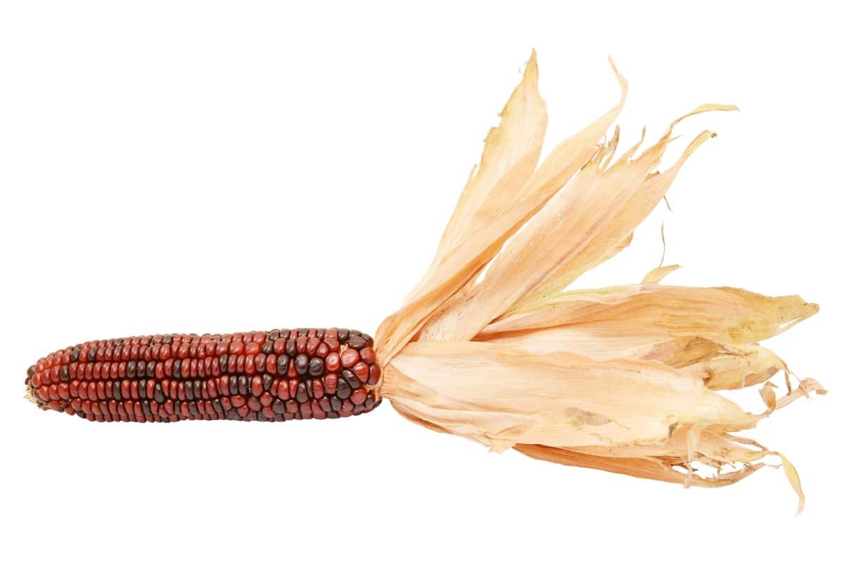 Floriani red flint corn on a white background.
