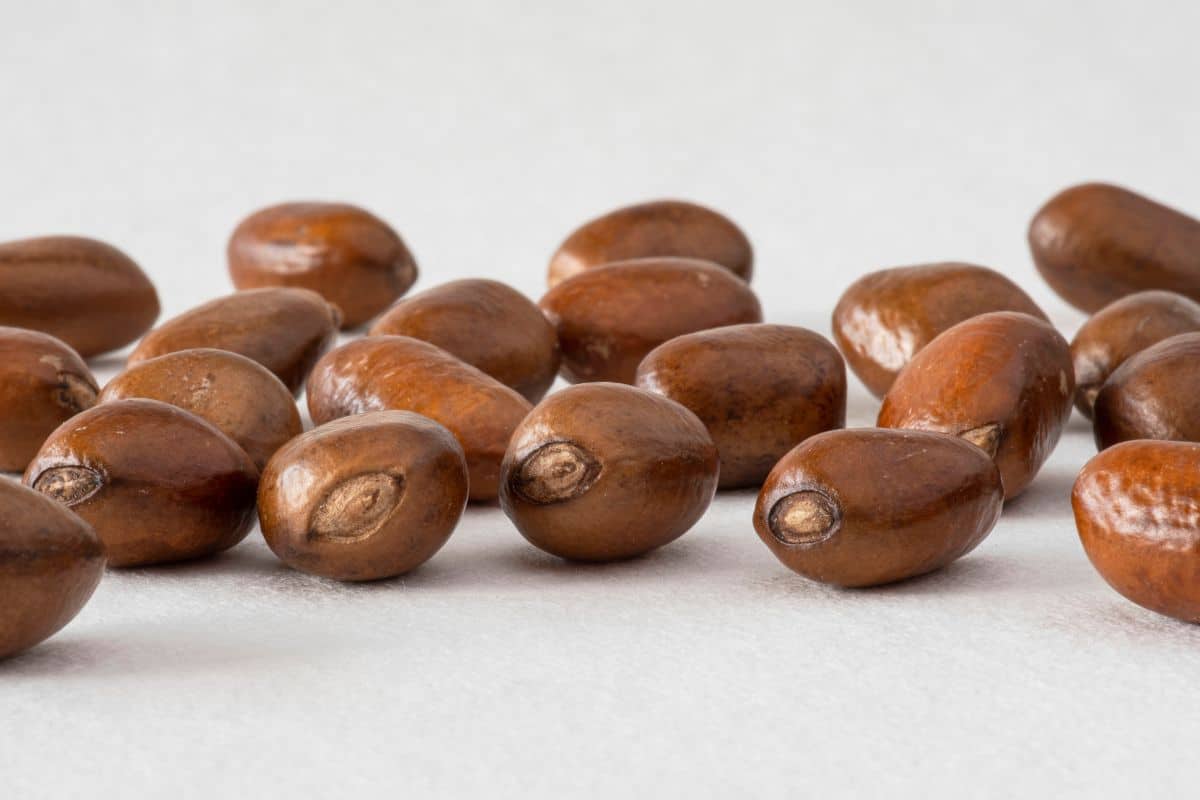 Gabon nuts on a white background.