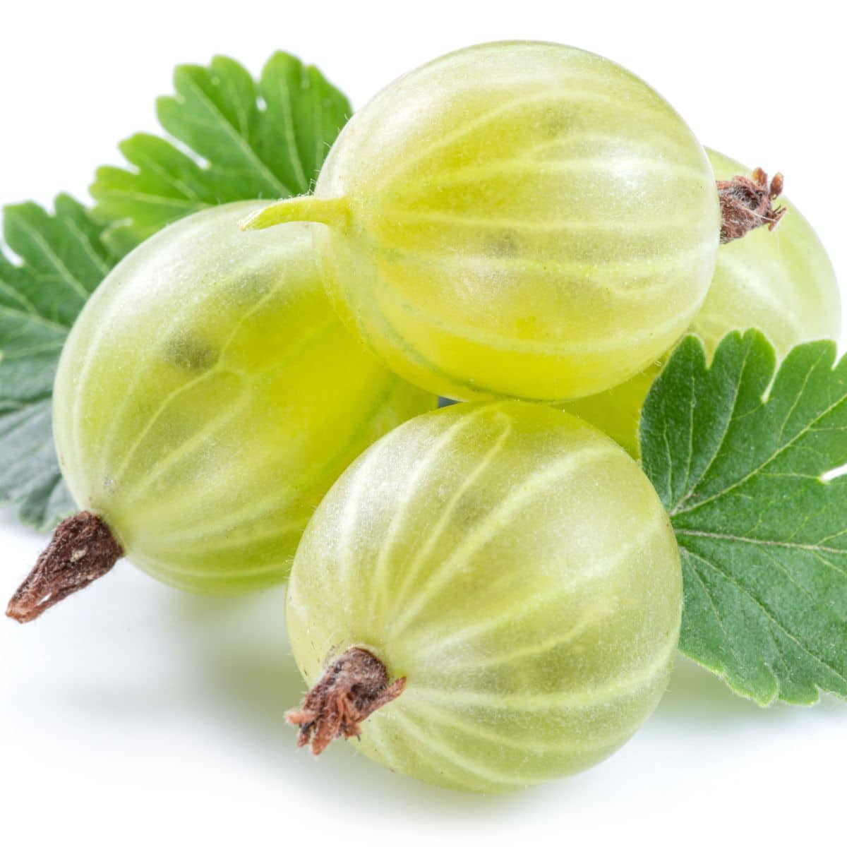 Gooseberry on a white background.