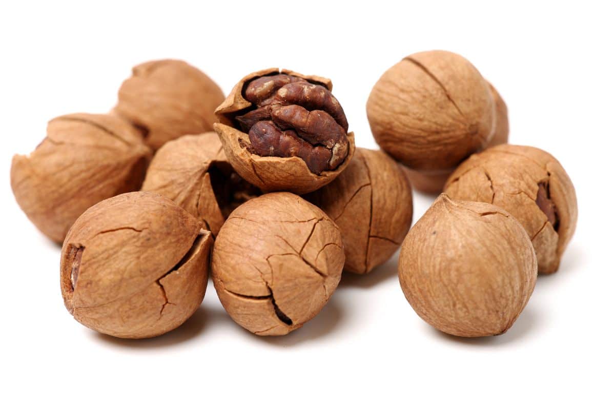 hickory nuts on a white background.
