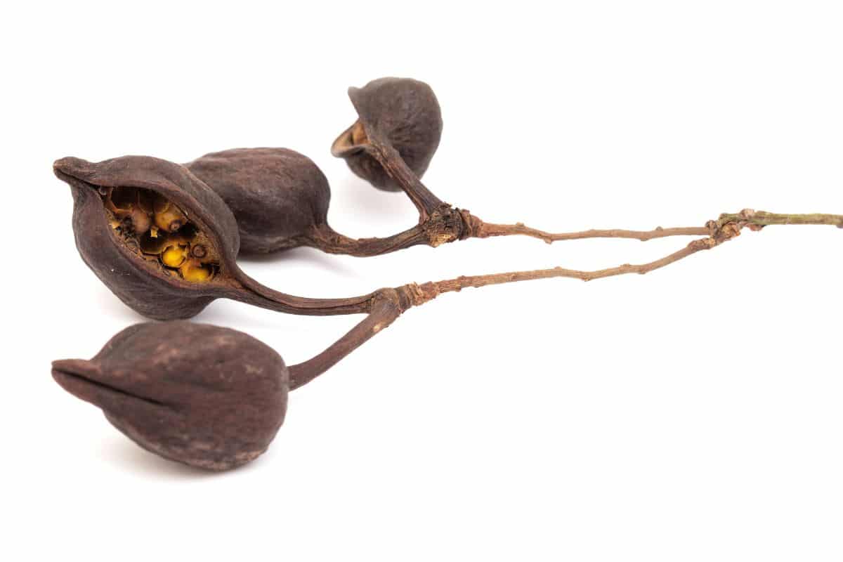 kurrajong nuts on a branch on a white background.