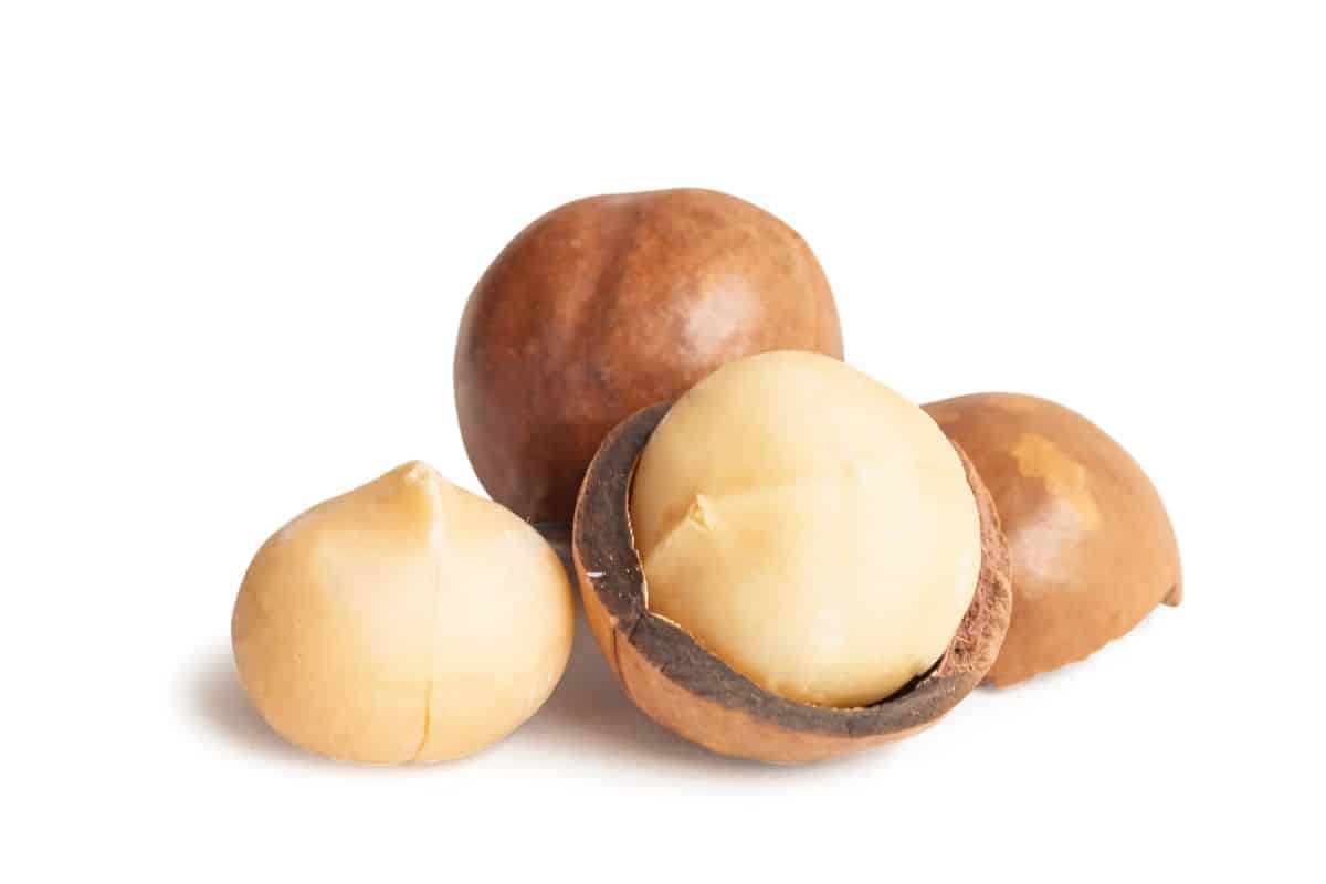 Macadamia nuts on a white background.
