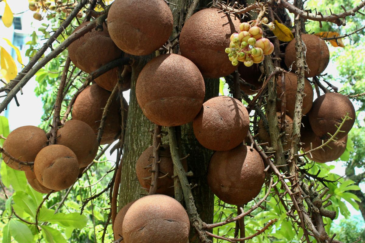 paradise nuts on a tree.