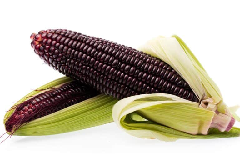 17 Types of Corn From A To Z (With Photos!) | Live Eat Learn