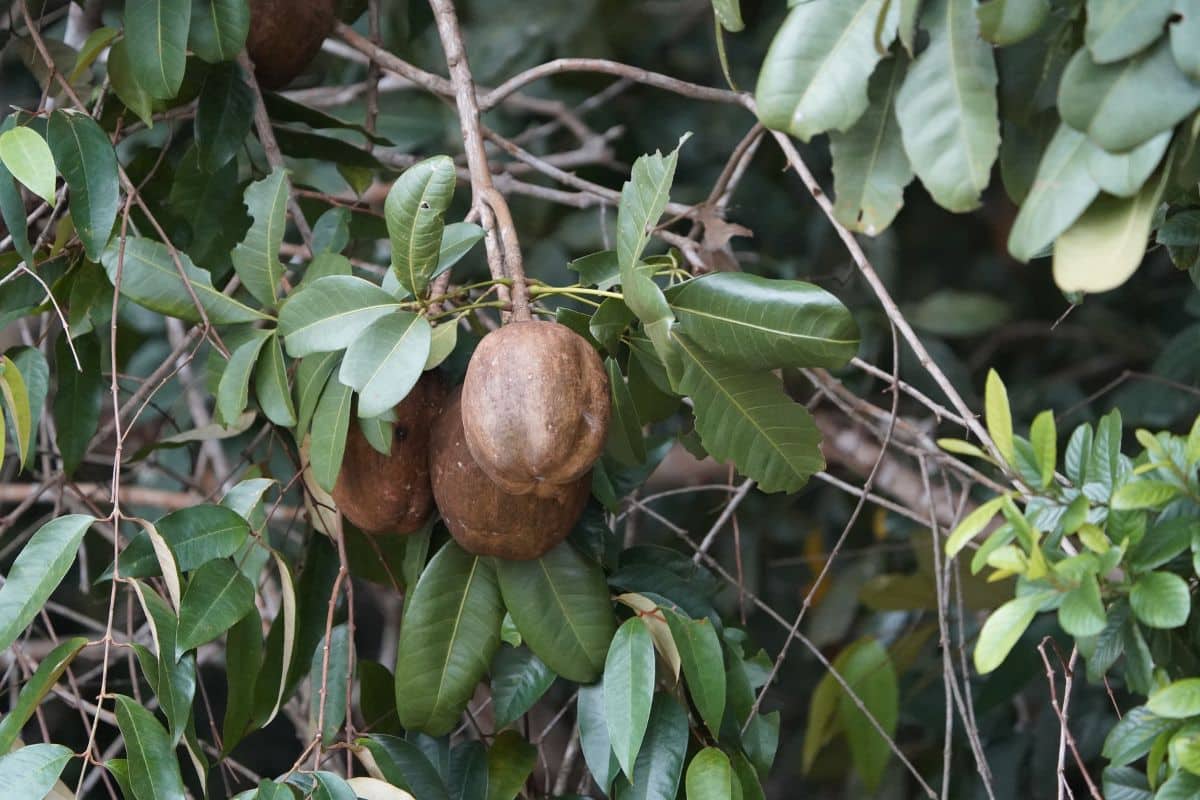 Saba nut on a tree.