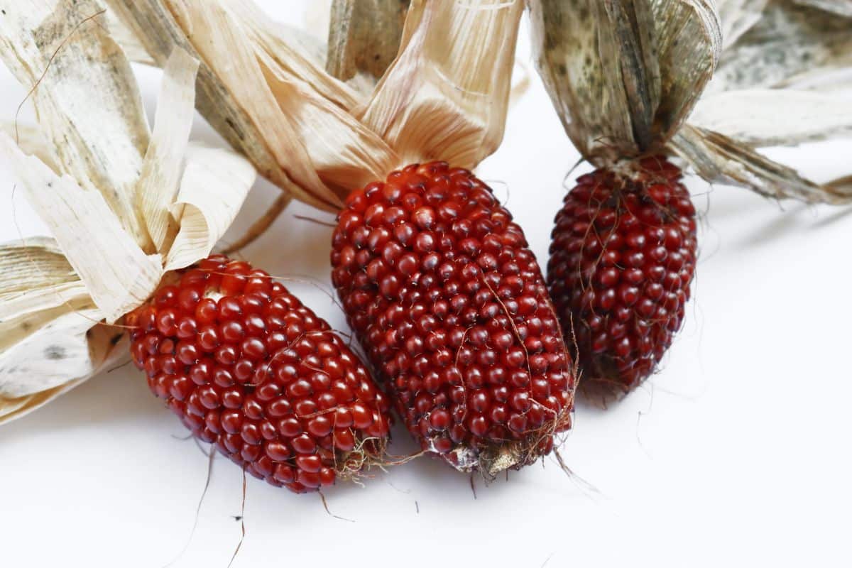 Three pieces of strawberry corn on a white background.
