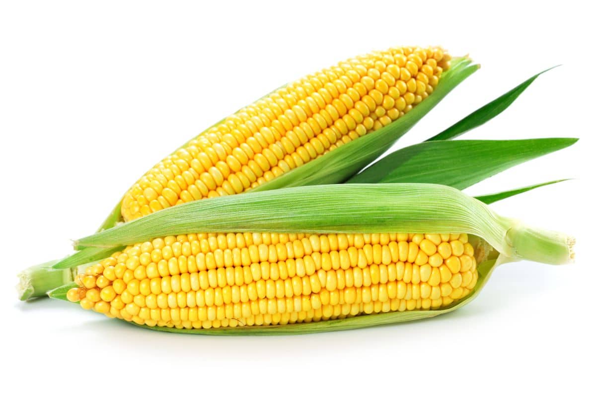 Sweet corn on a white background.