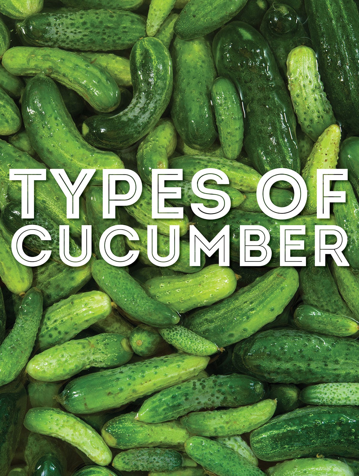 Collage that says "types of cucumber".