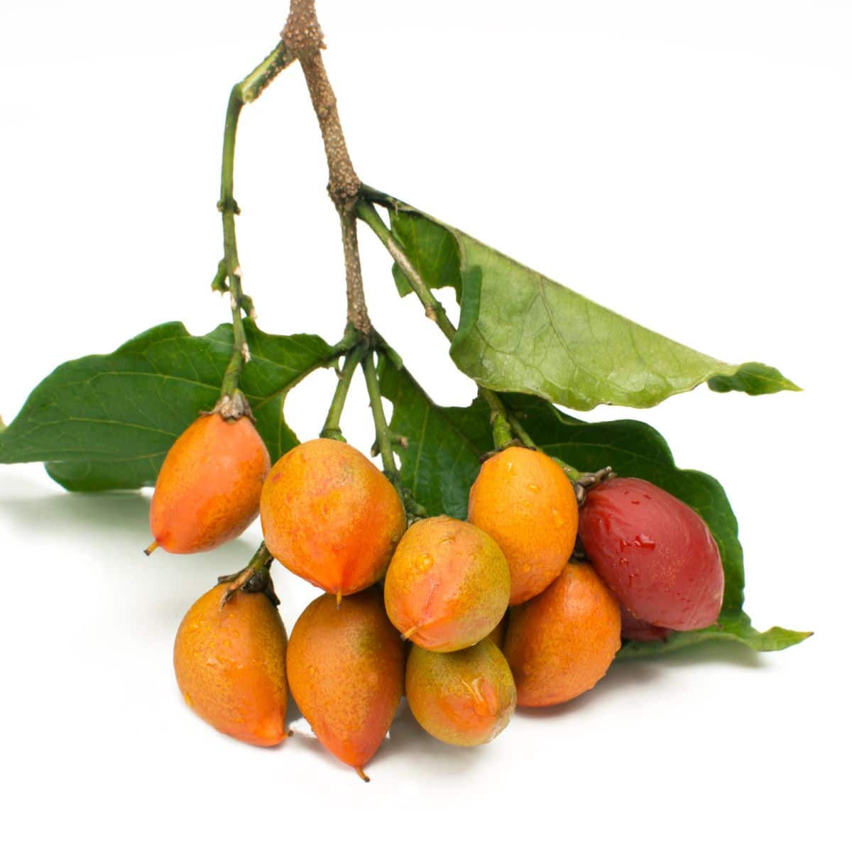 Usuma fruit on a white background.