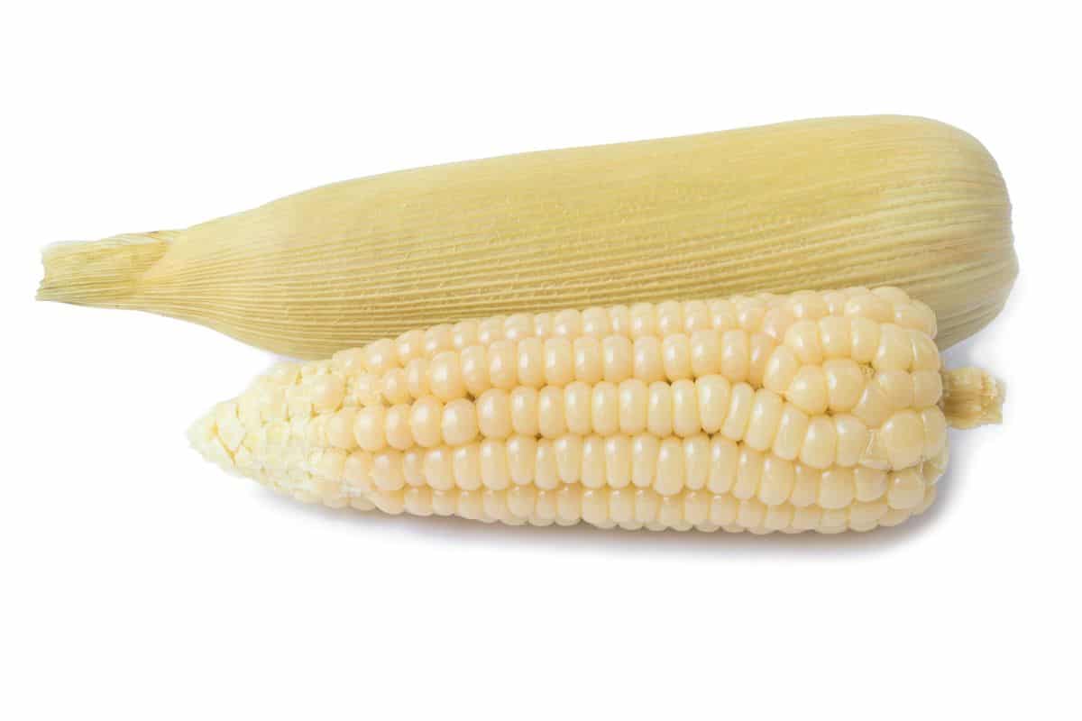 Two pieces of waxy corn on a white background.