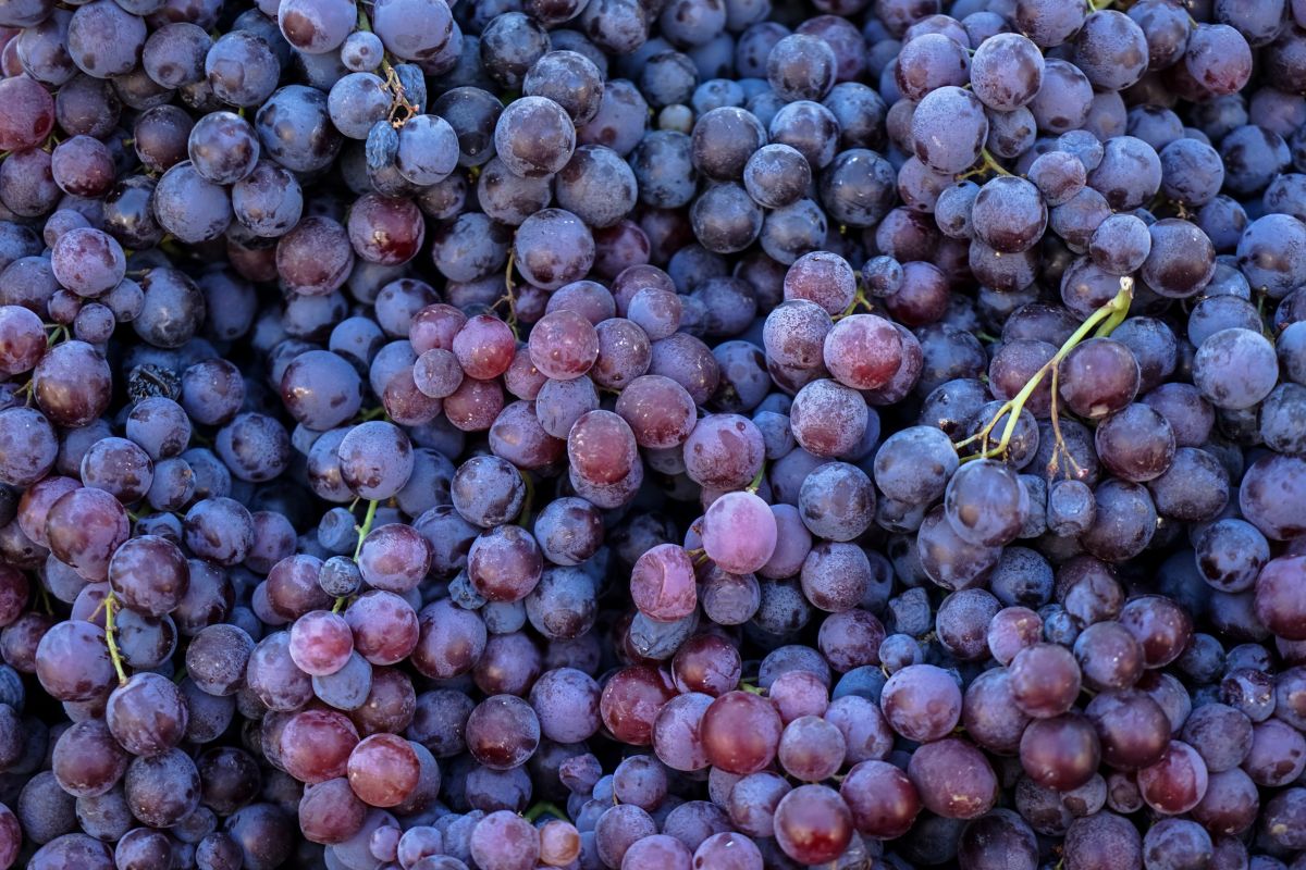 Xinomavro grapes clustered together.