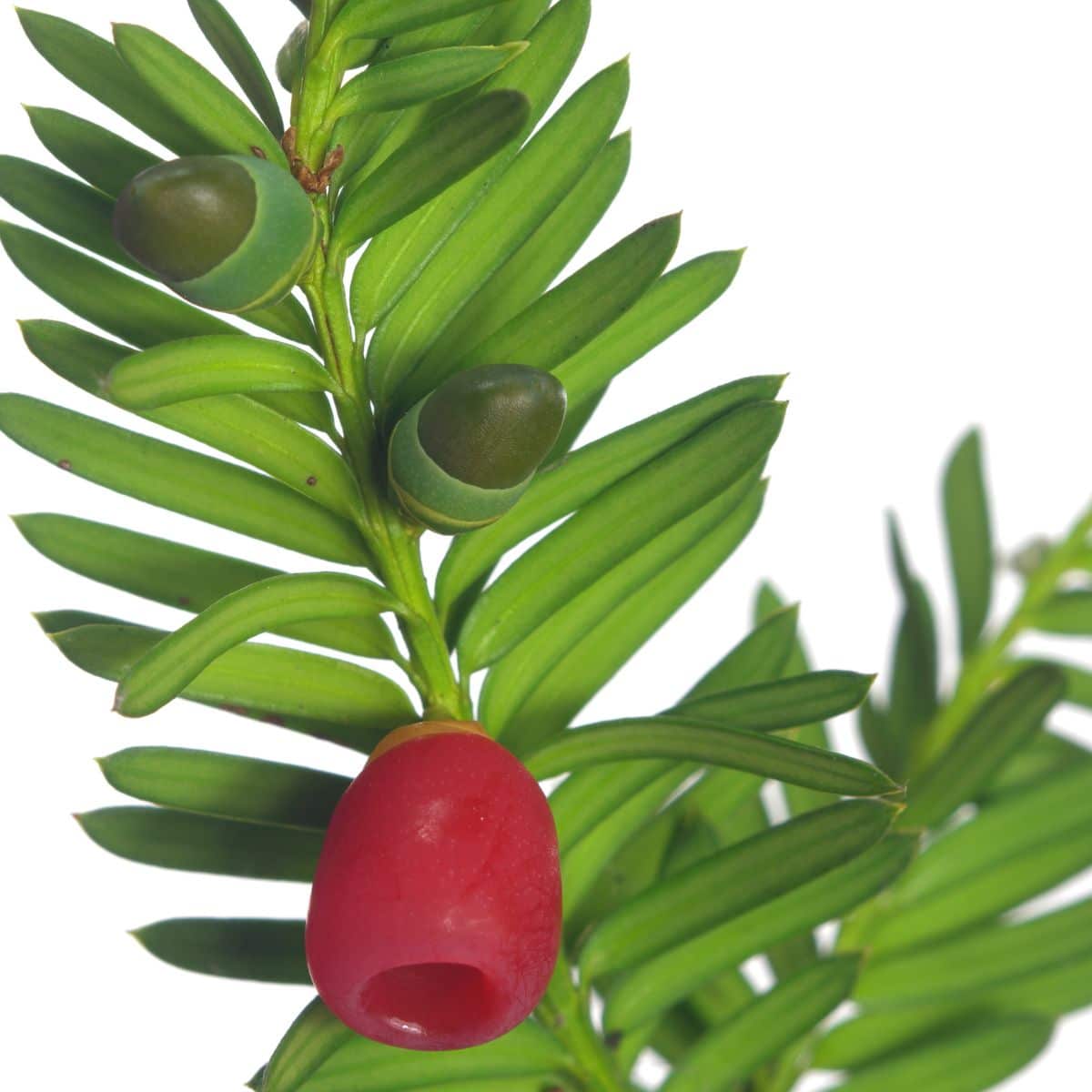 Yew berry on a green branch on a white background.