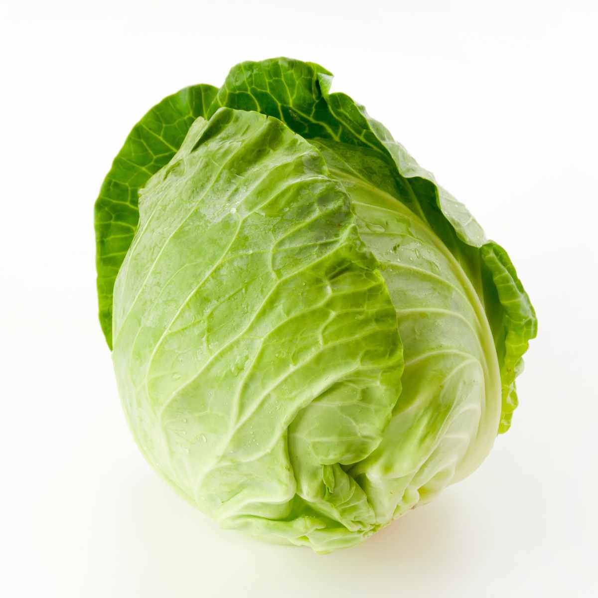 cannonball cabbage on a white background.