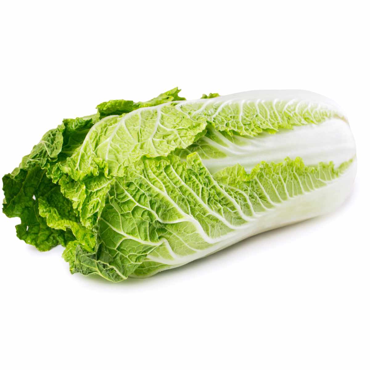 chinese cabbage on a white background.