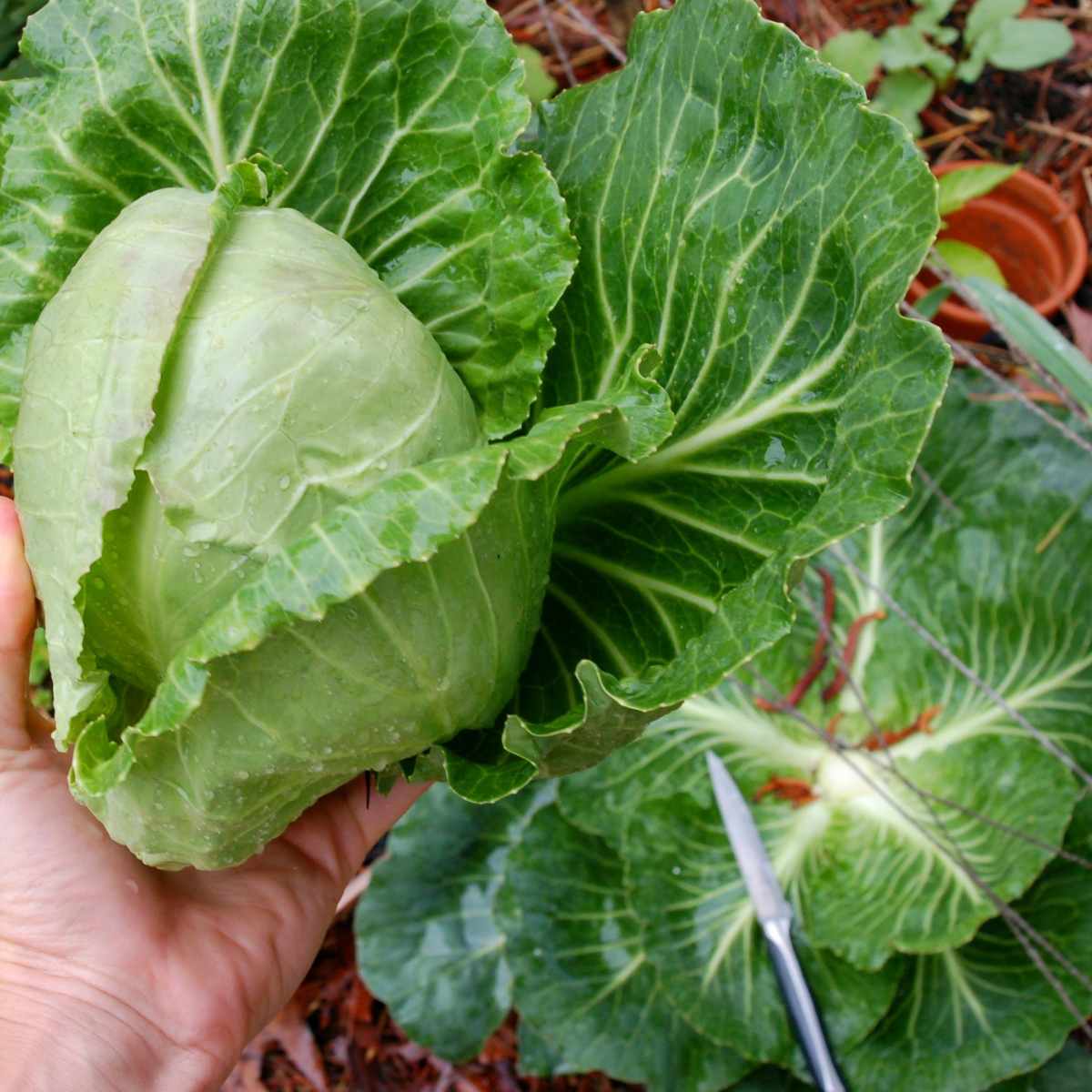 A hand holding copenhagen market cabbage.