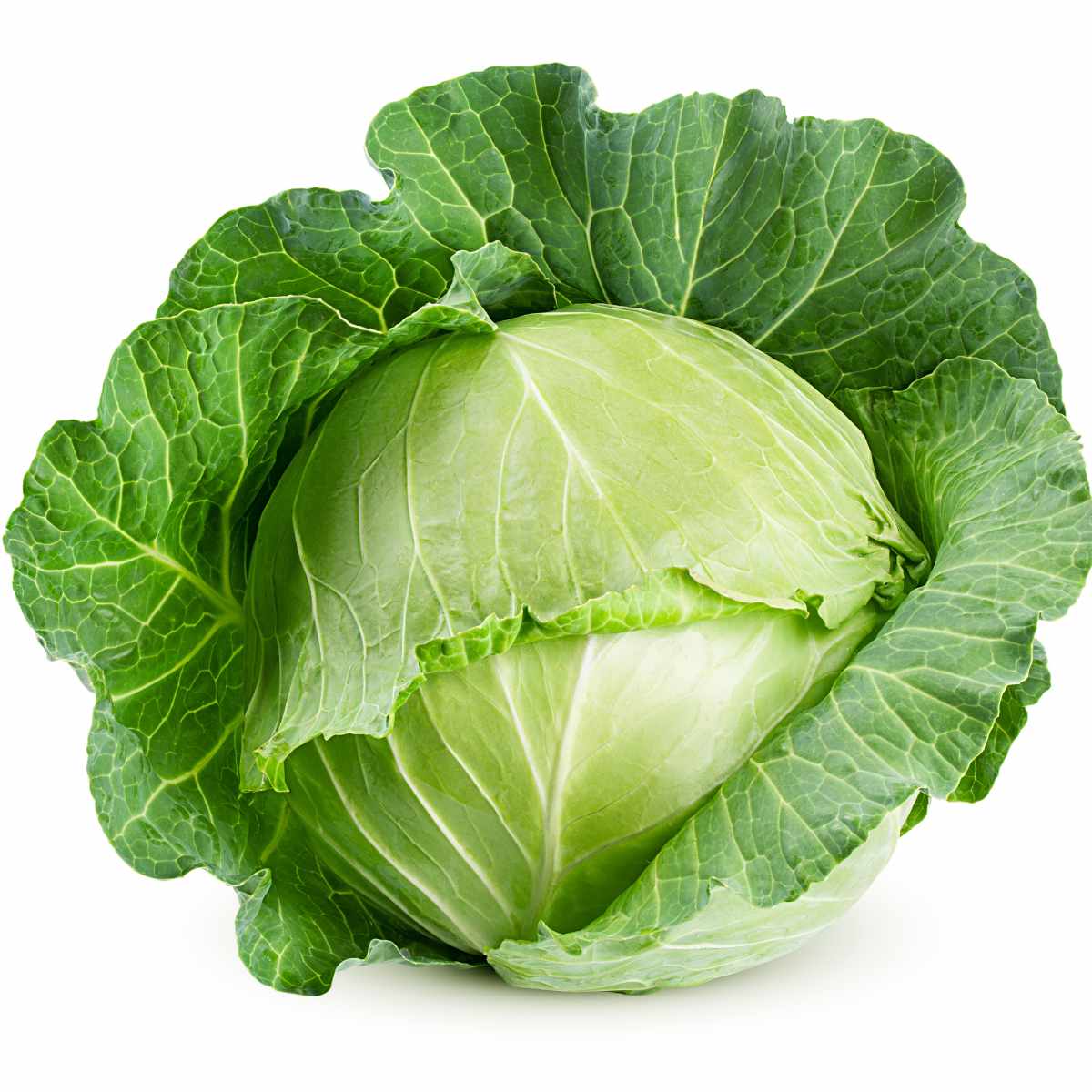 Late flat cabbage on a white background.