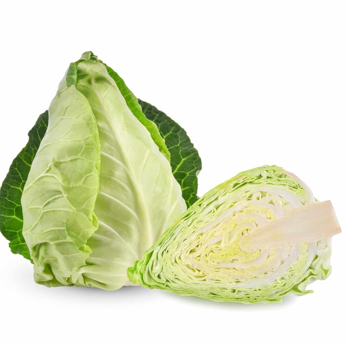 Pointed cabbage on a white background and sliced open.
