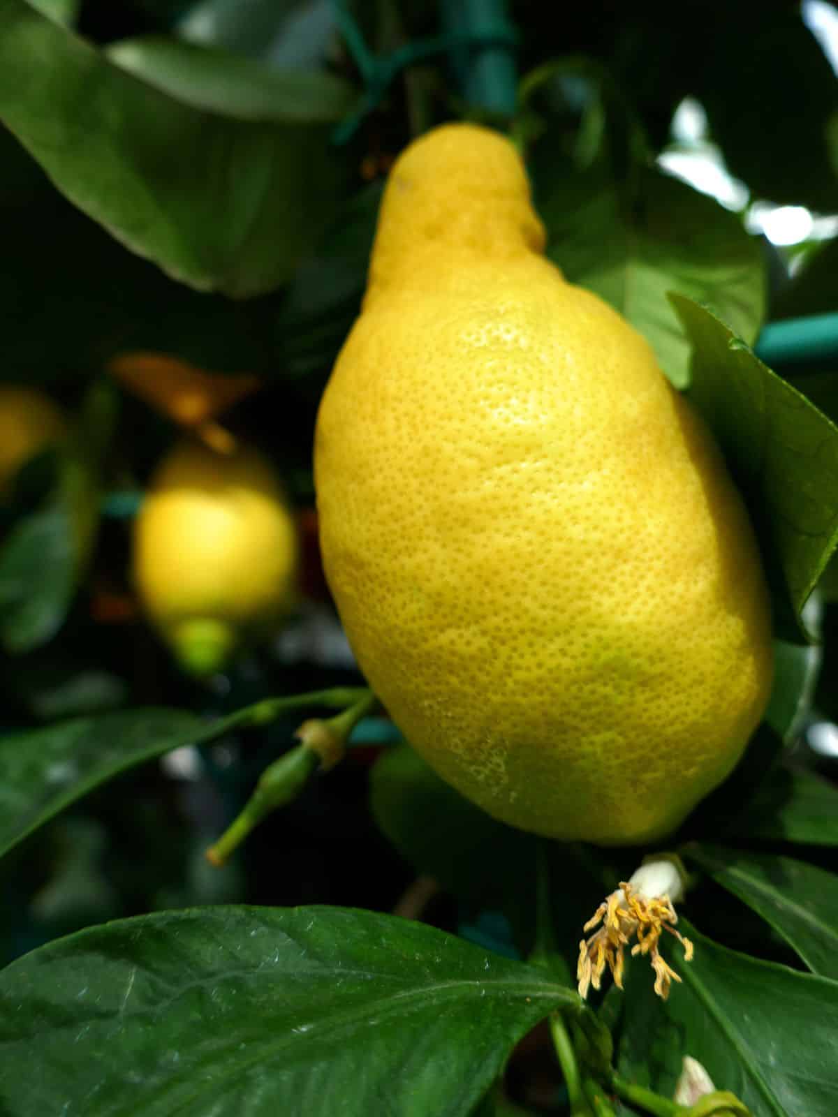 A primofiori lemon on a tree.