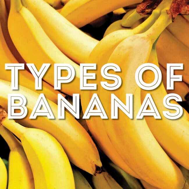 Collage that says "types of bananas".