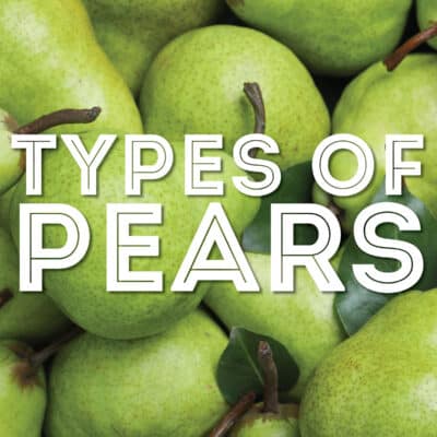 Collage that says "types of pears".