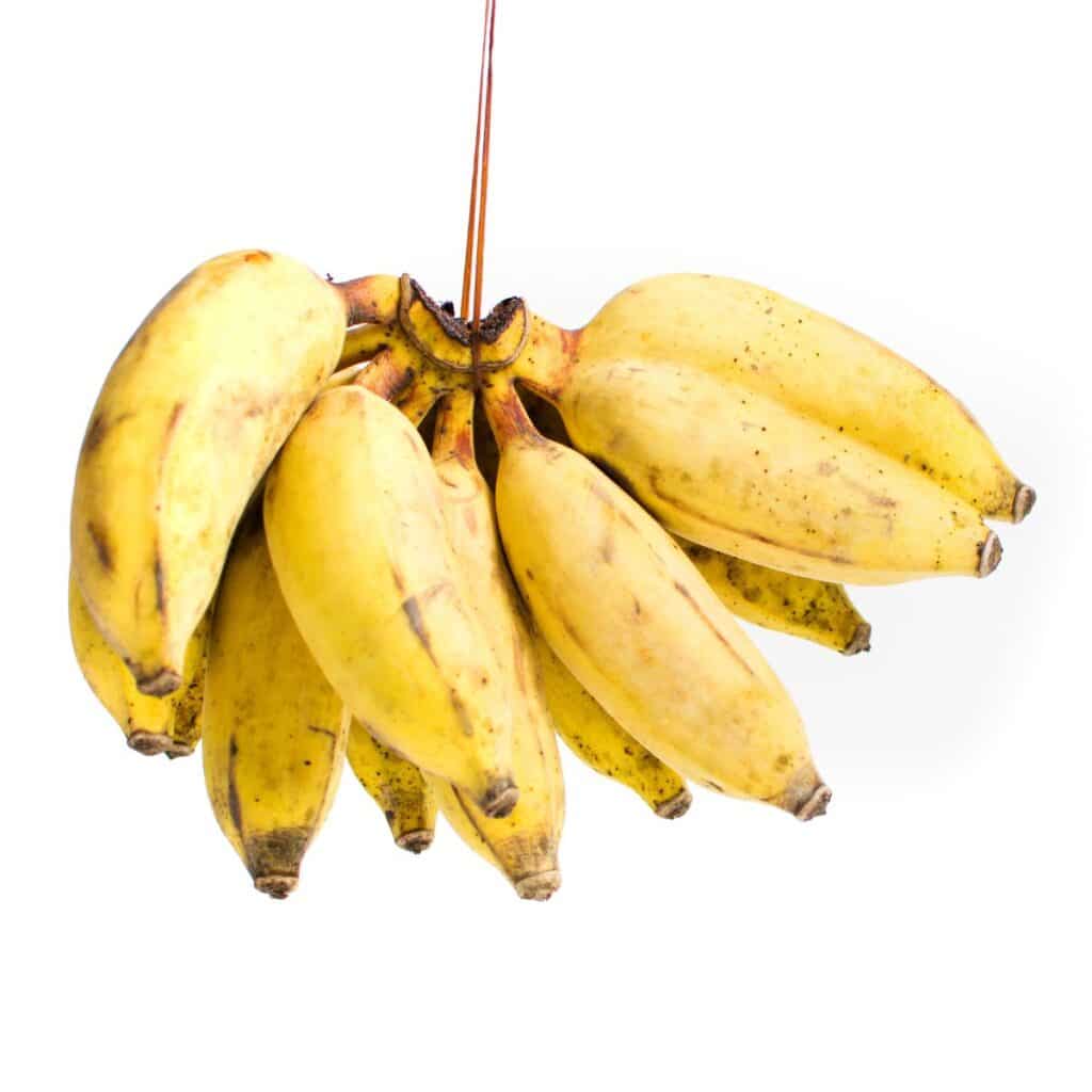 25 Types of Bananas From A to Z (With Photos!) Live Eat Learn
