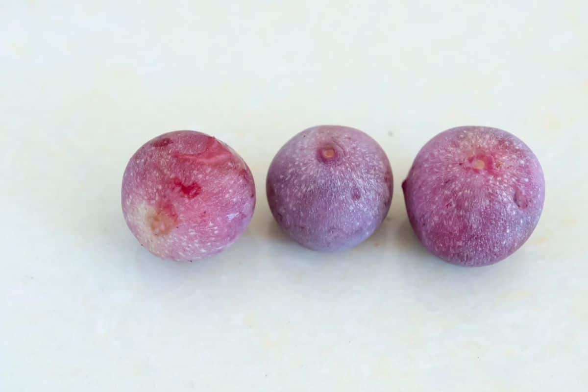 Three beach plums on a white background.