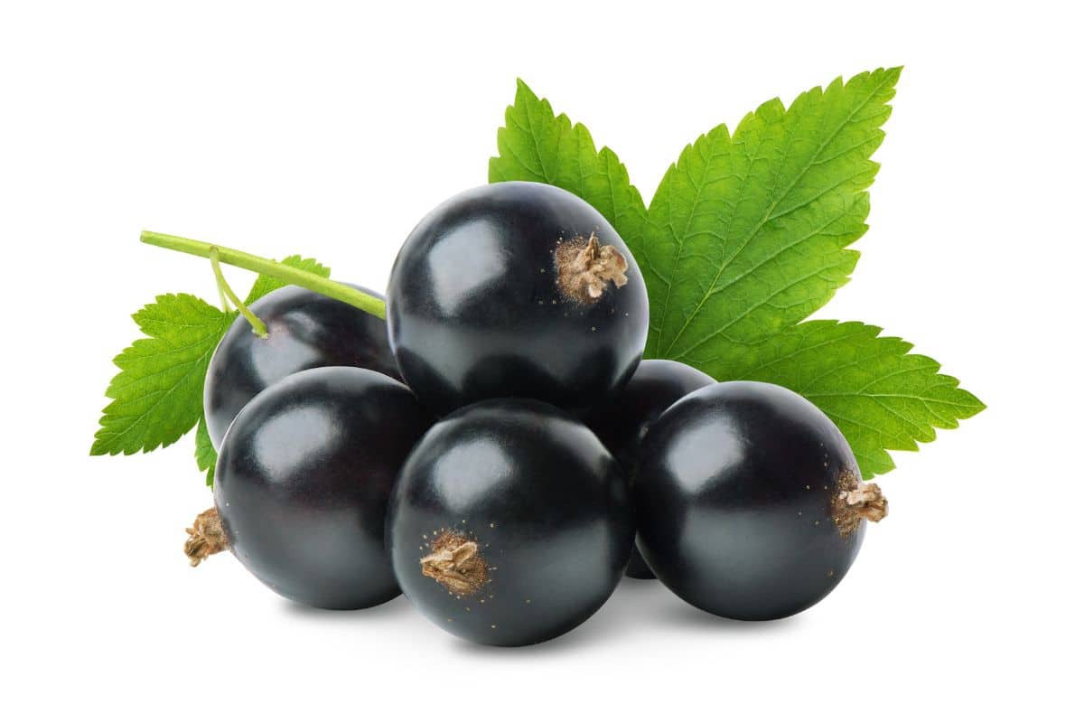 Black currant on a white background.