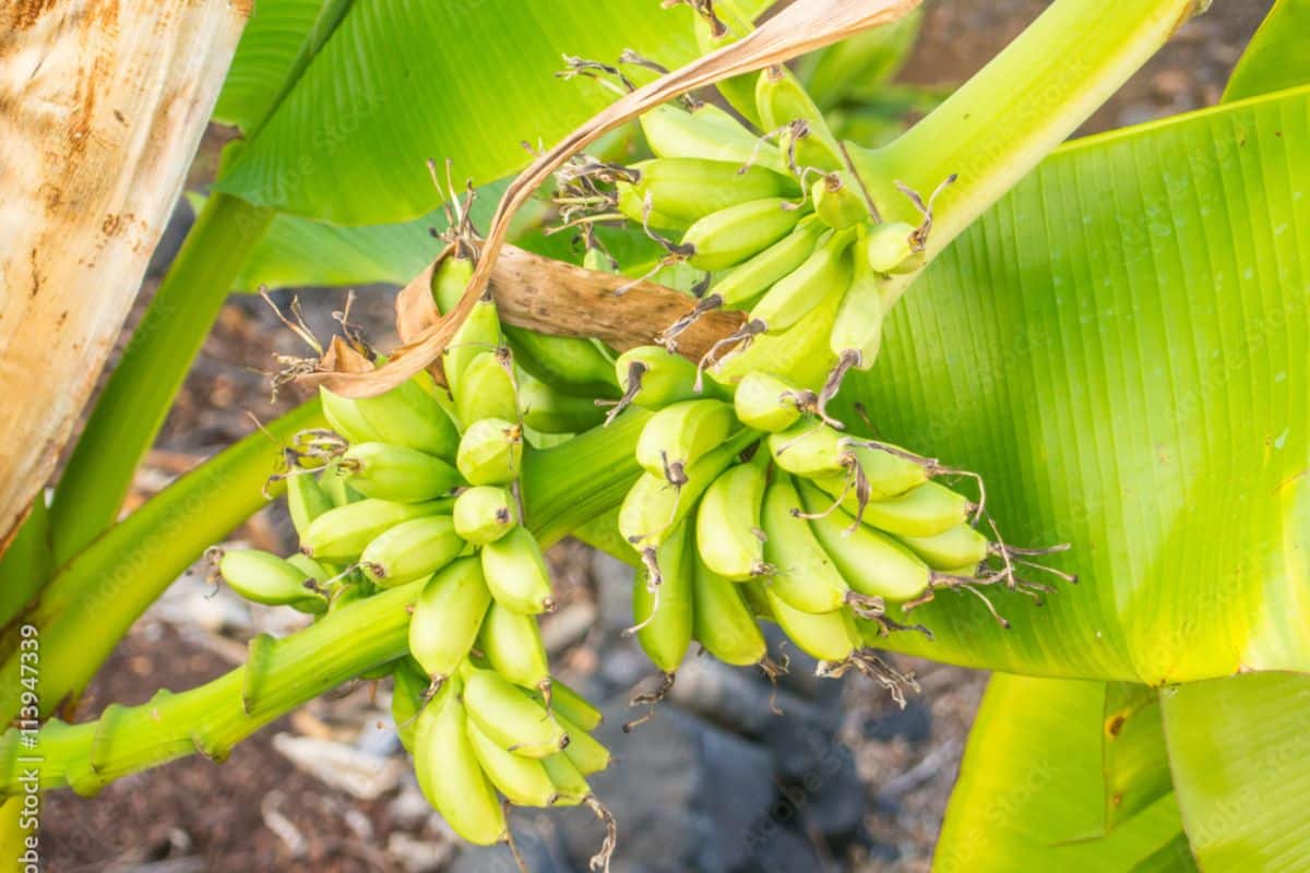 Blue java banana bunches on a tree.