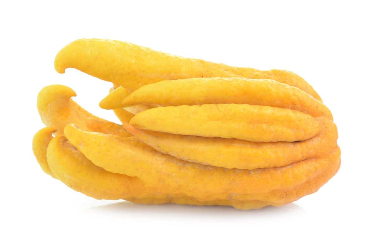 Baddha hand lemon on w white background.
