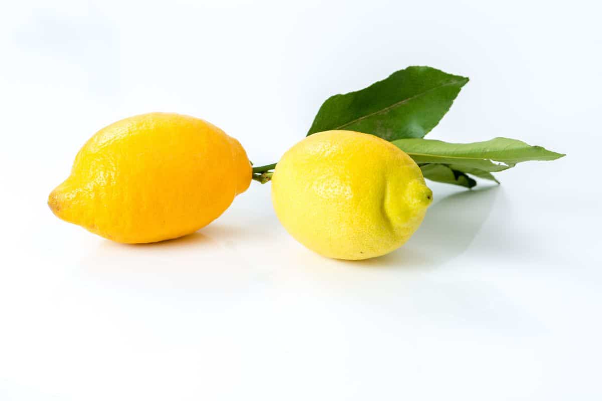 Citron de menton on a white background.