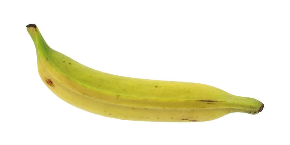 A cooking banana on a white background.