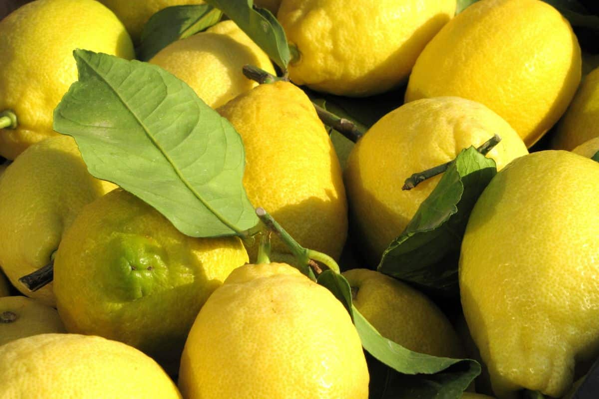 Corsican lemons in a bunch.