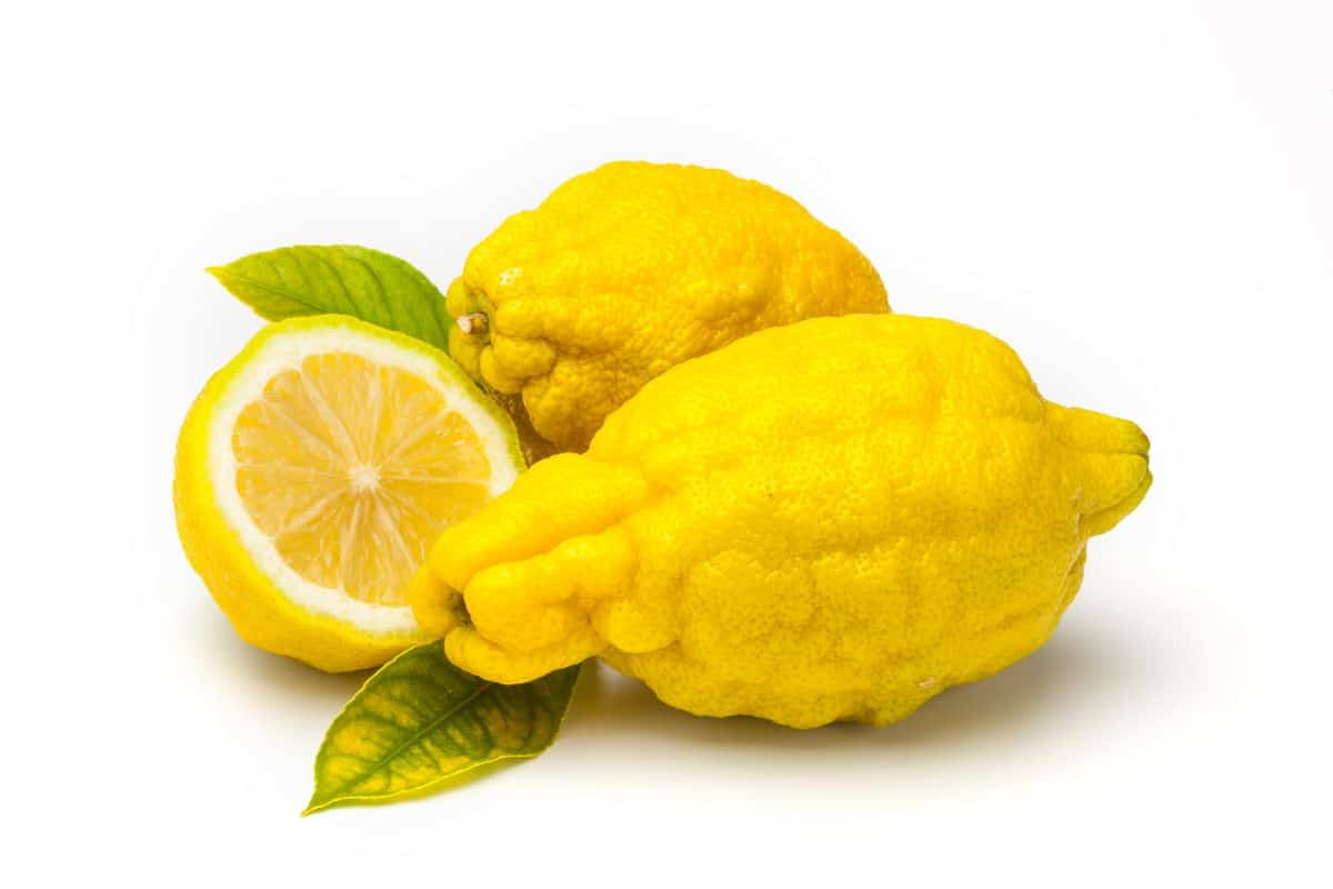 Dorshapo lemon on a white background.