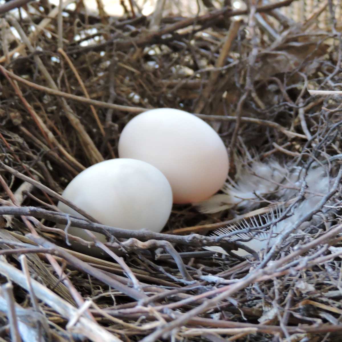 Two dove eggs in a nest.