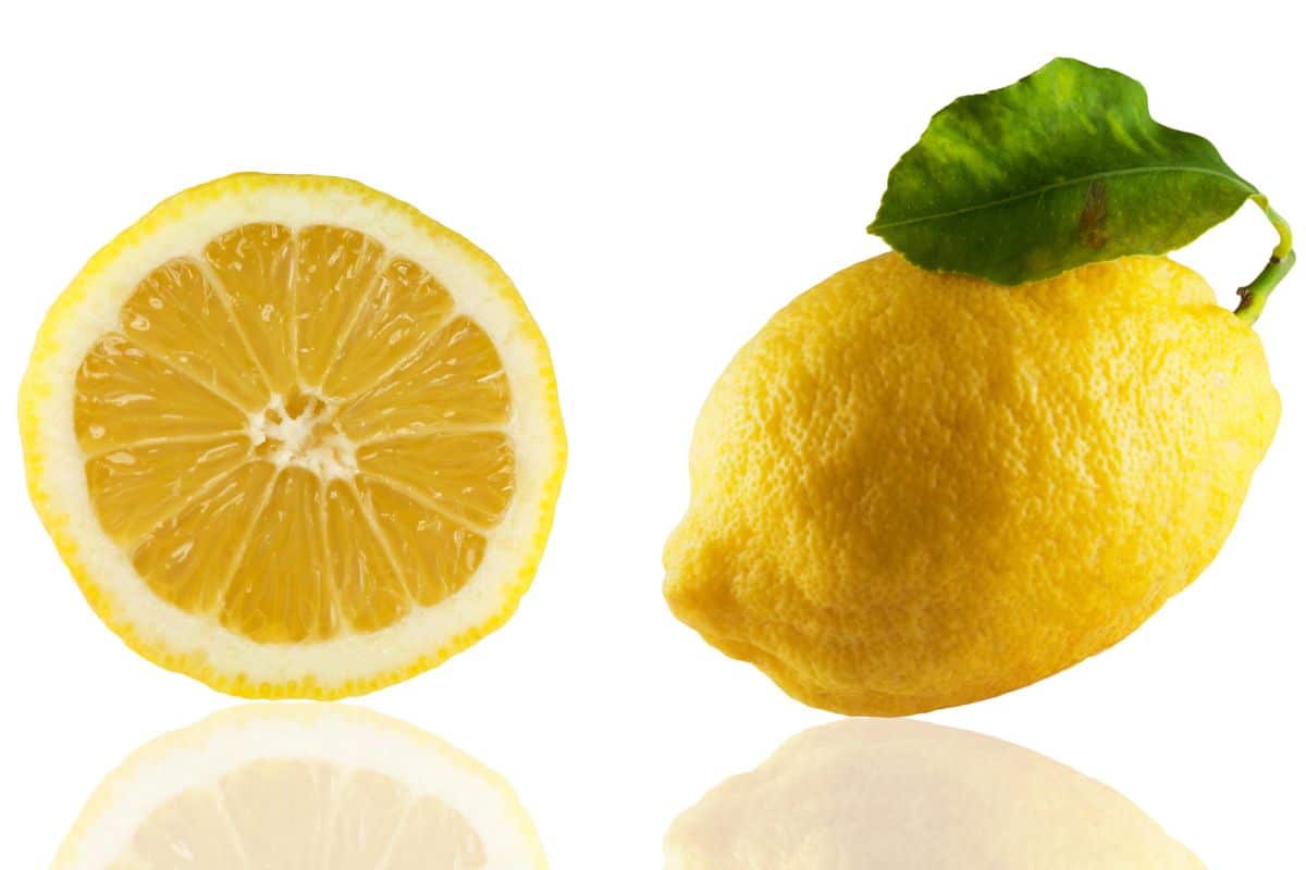 Femminella st teresa lemons on a white background.