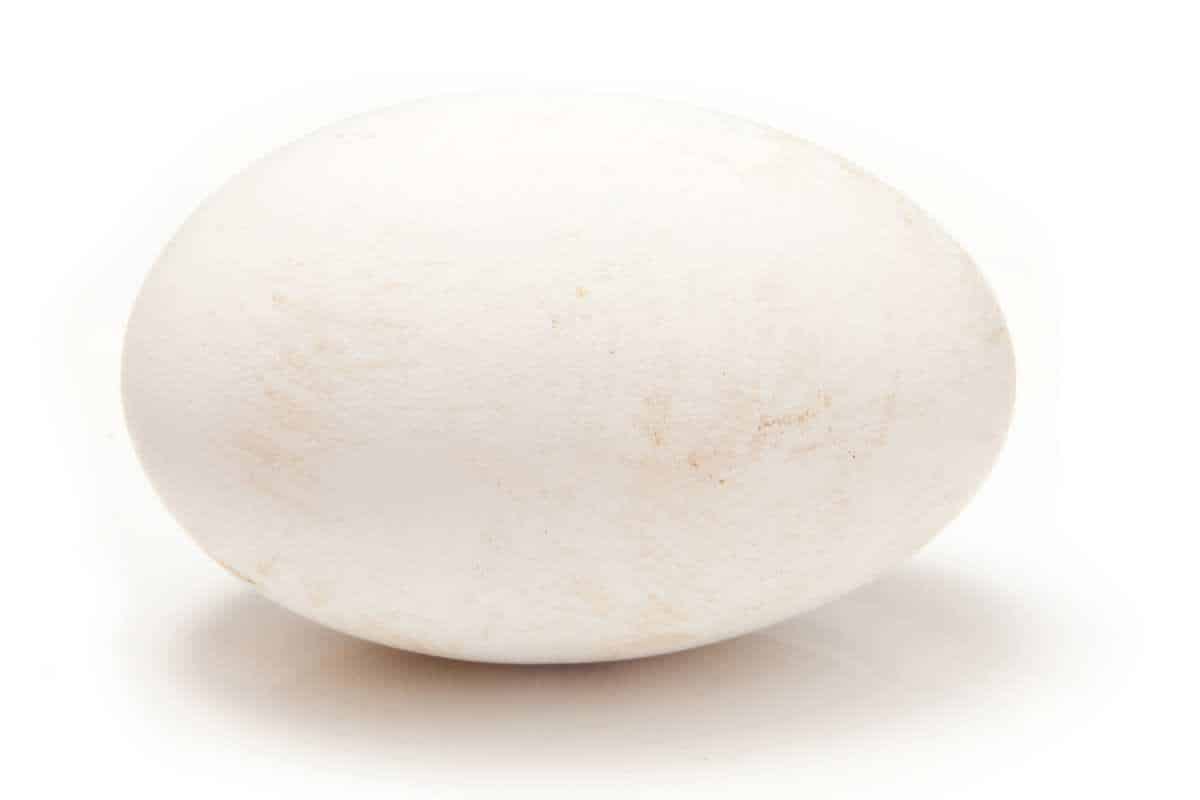 A goose egg on a white background.