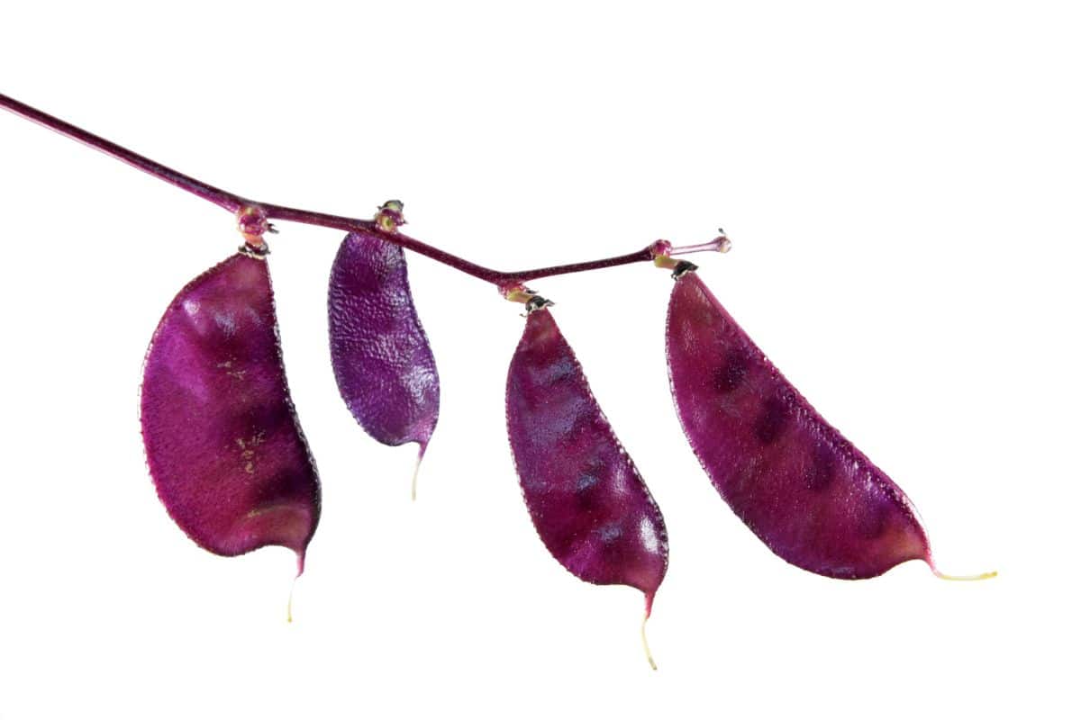 Lablab fruit on a branch on a white background.