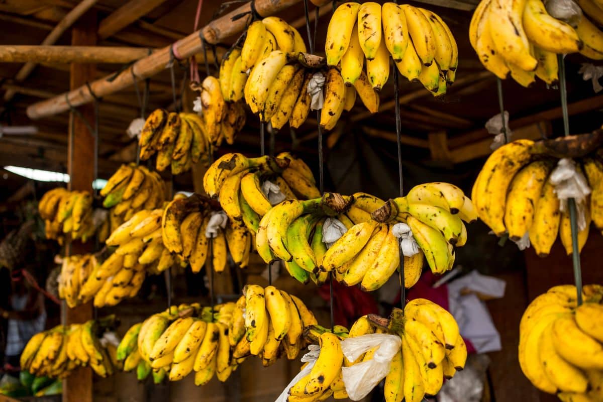 Lakatan banana bunches hanging from the ceiling.