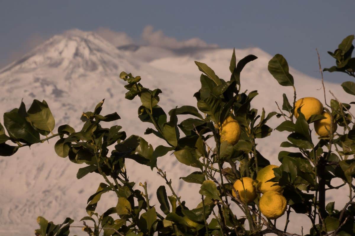 Limone delletna on a tree with a mountain in the background.