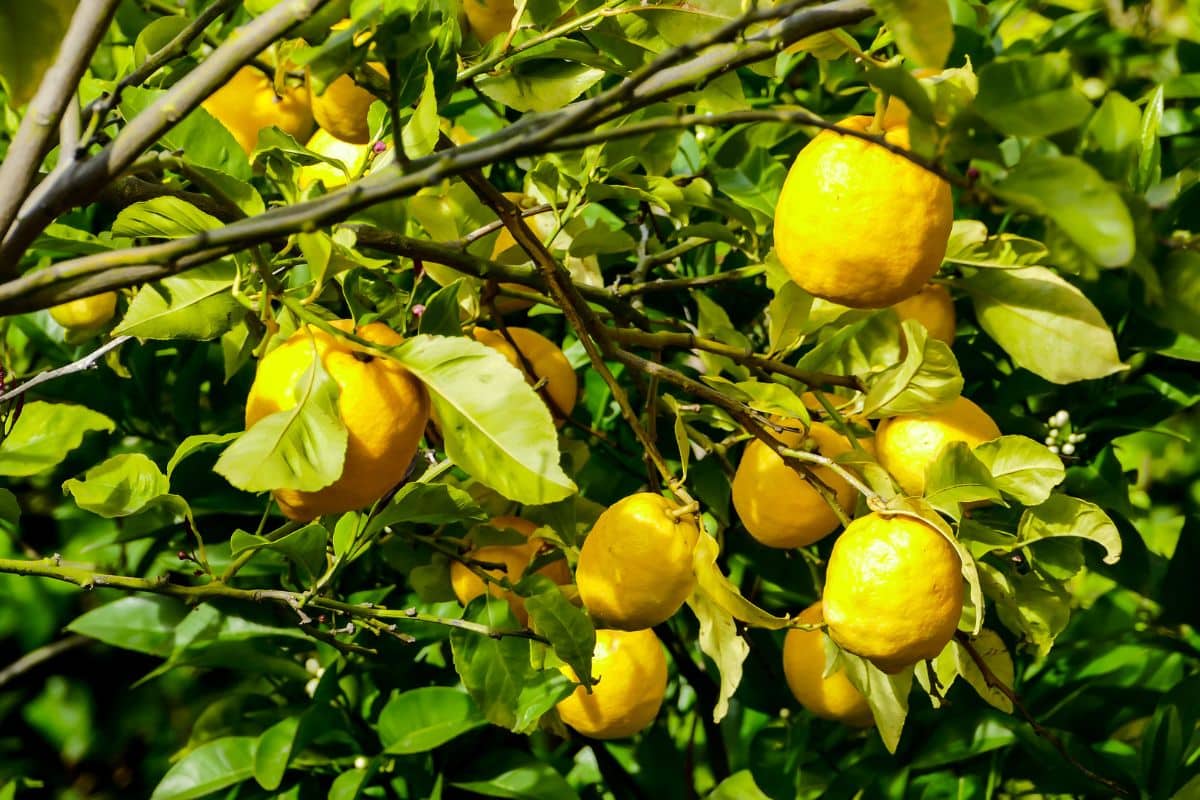 Lisbon lemons on a tree.