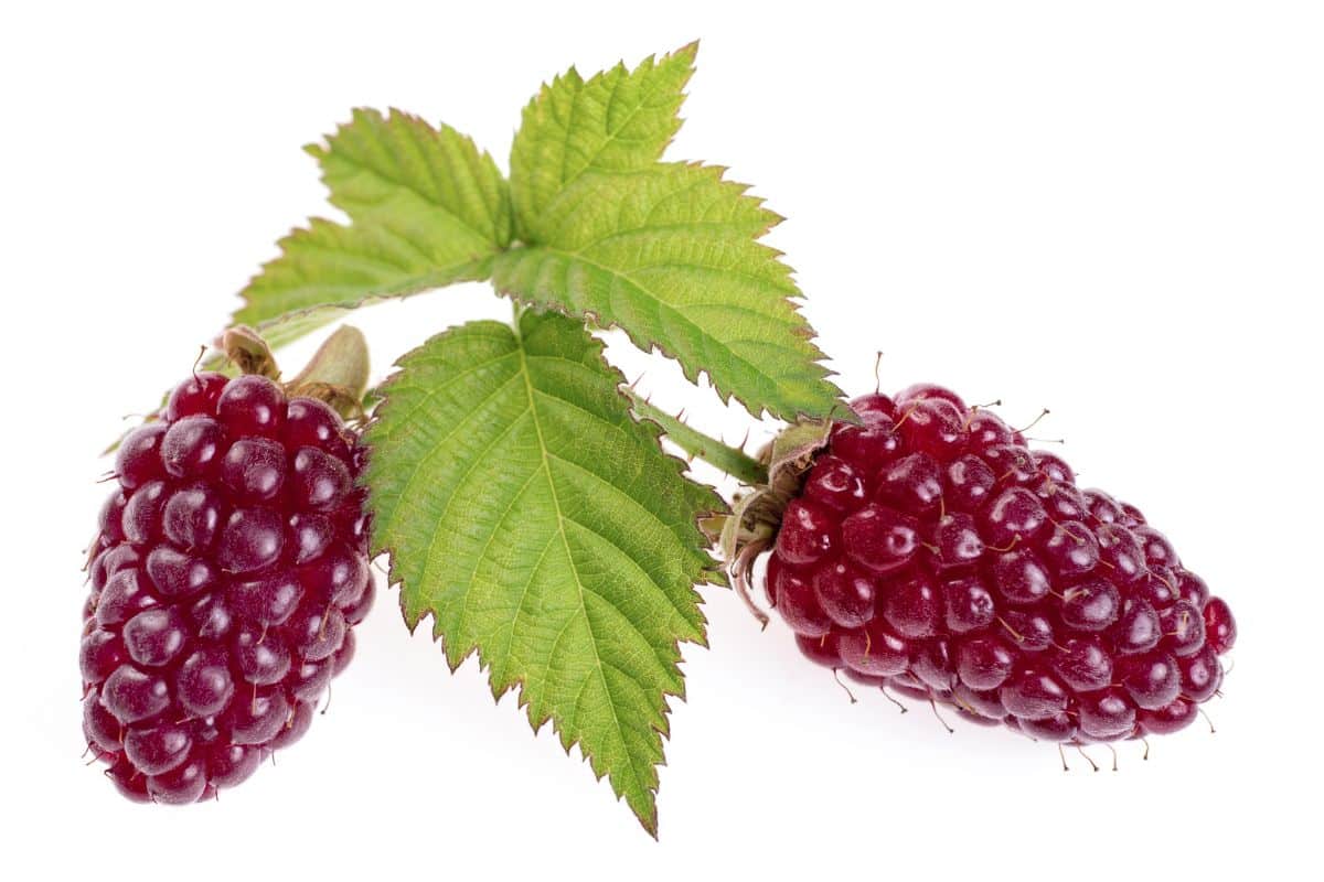 Two loganberries on a branch on a white background.